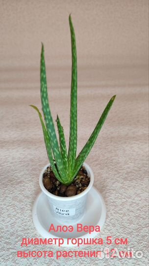 Домашняя мята, Золотой ус, Алоэ Вера, Хлорофитумы