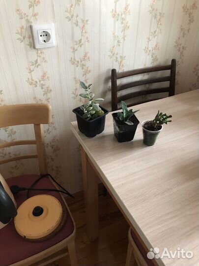 Суккуленты