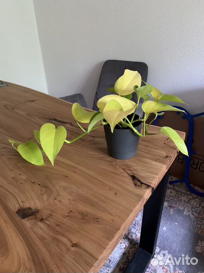 Сциндапсус эпипремнум neon неон лайм голден лотос