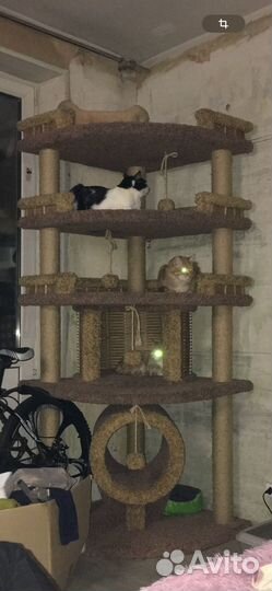 Когтеточка огромная