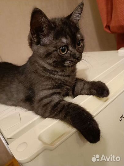 Шотландский котёнок. В подарок Лоток и Когтеточка