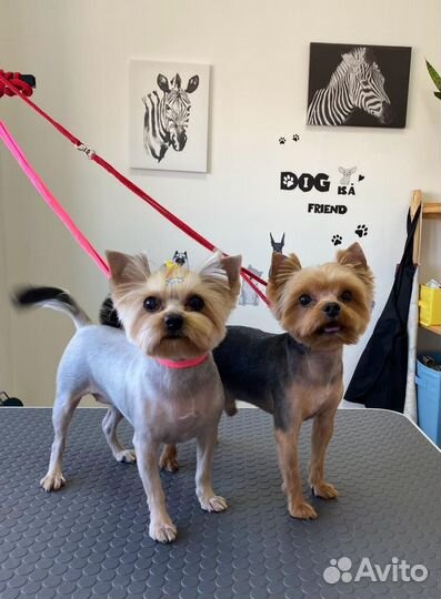 Продам щенка(мальчик )