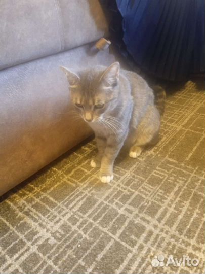 Кошка в добрые руки