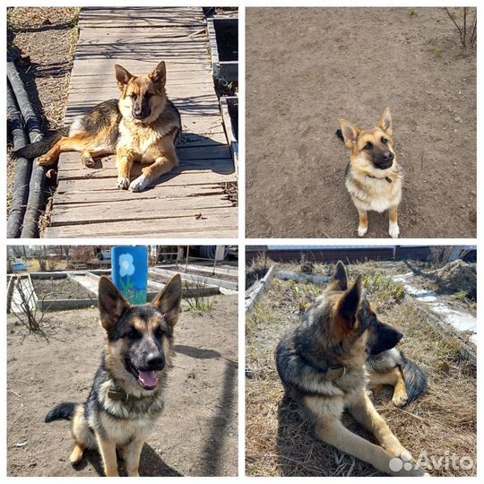 Восточноевропейская овчарка
