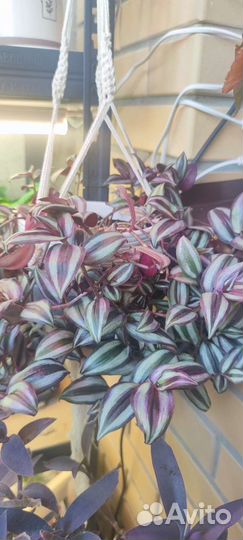 Традесканция зебрина