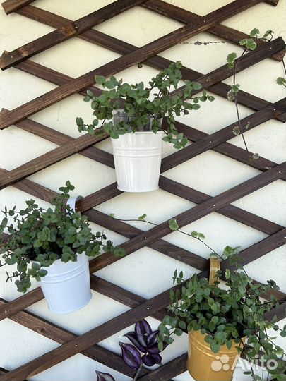 Традесканция мелколистная Коллизия