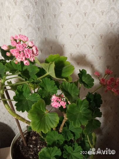 Пеларгония (герань) плющелистная