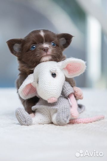 Щенки Чихуахуа мальчики и девочки