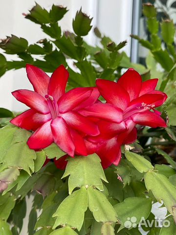 Декабрист Шлюмбергера Кактус Комнатные цветы