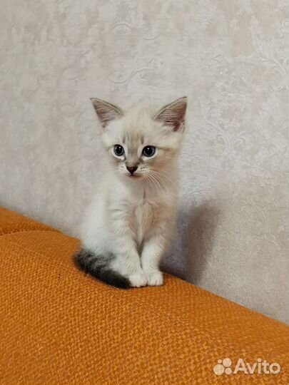 Тайский котёнок