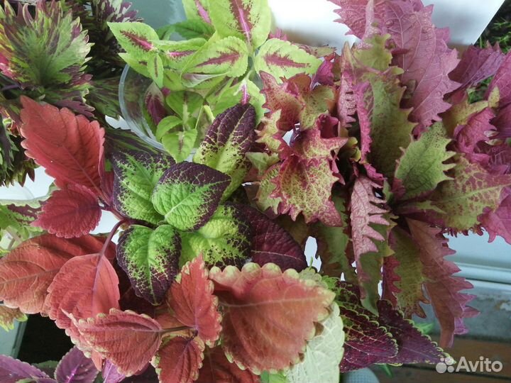 Колеусы, срез