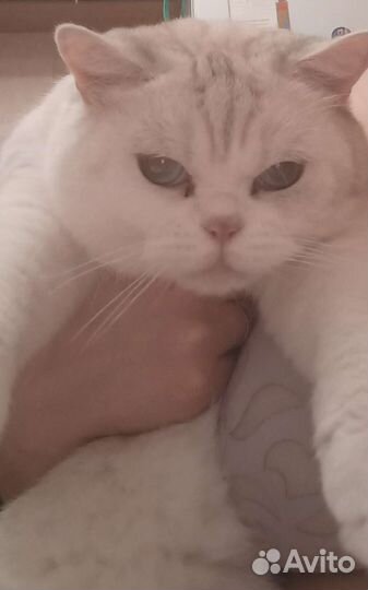 Британский кот