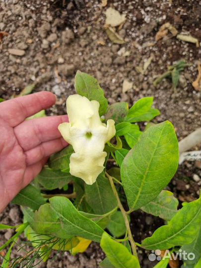 Михелия, Алигоне и другие