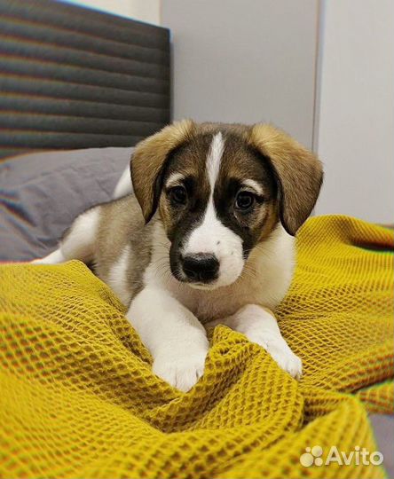 Милейшие щенки ждут родителей