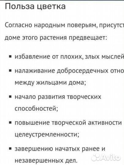 Традесканция Рео сорт «Гавайский Гном»