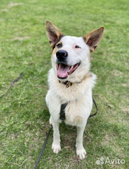 Собака в добрые руки отдам бесплатно
