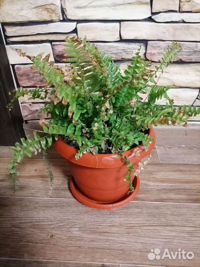 Папоротник