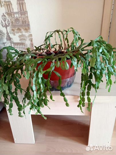 Декабрист Комнатные растения цветы большие