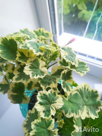 Пеларгония- герань