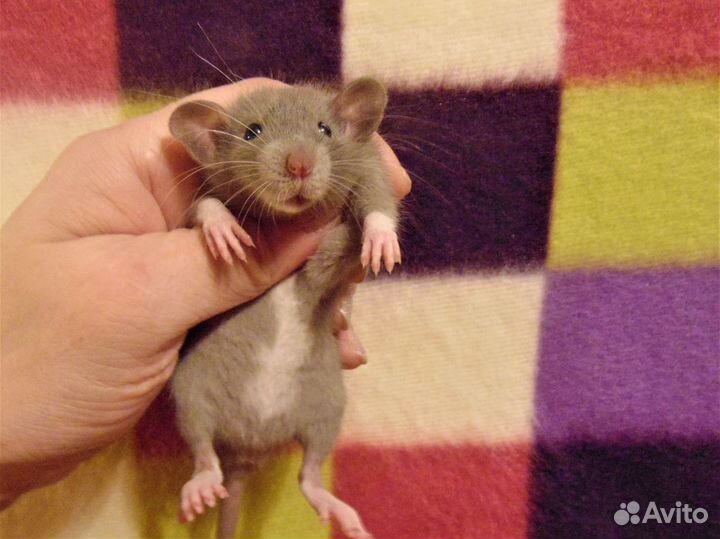 Крысы, крысята дамбо - питомник спб, клетки, гамак