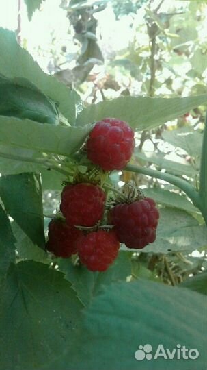 Малина саженцы