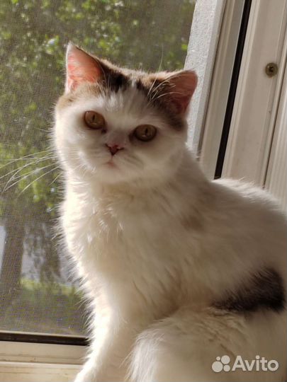 Кошка шотландская в дар