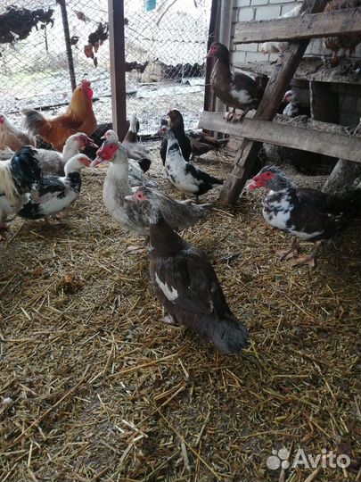 Утки шипуны