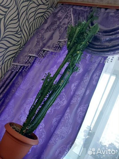 Молочай трехгранный