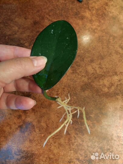 Хойя карноза