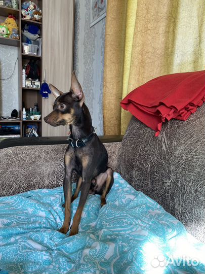 Русский той-терьер вязка мальчик