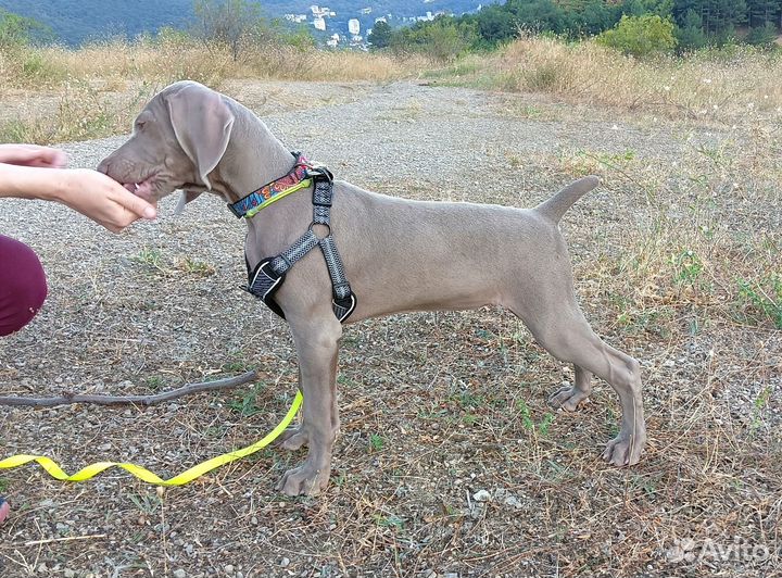 Собака веймаранер