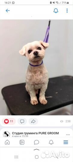 Грумер стрижка собак на дому