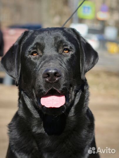 Лабрадор. Подрощенный кобель