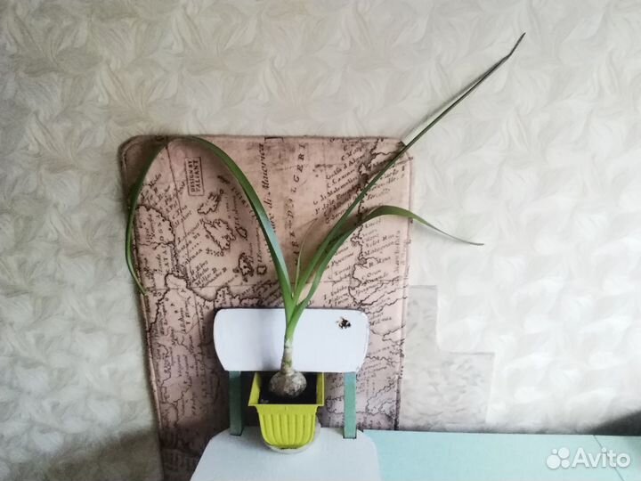 Индийский лук