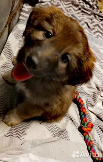 Собака в добрые руки щенок