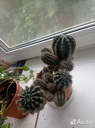 Комнатные домашние растения