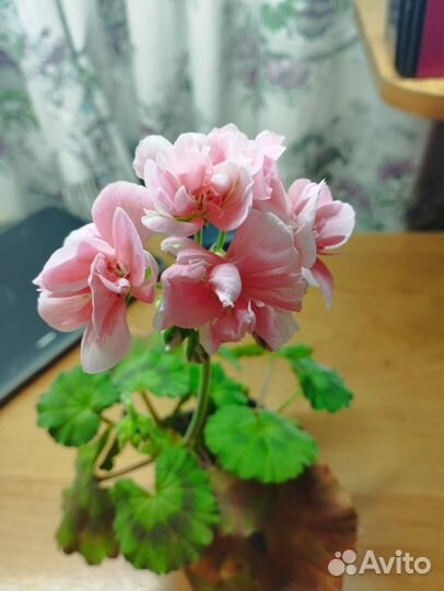 Пеларгония герань