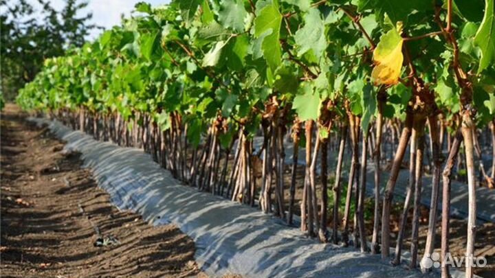Саженцы винограда (разные сорта)