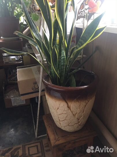 Сансевиерия