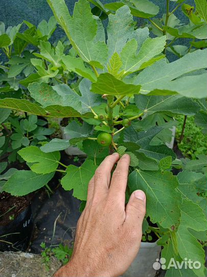 Инжира саженцы. Саженцы инжира