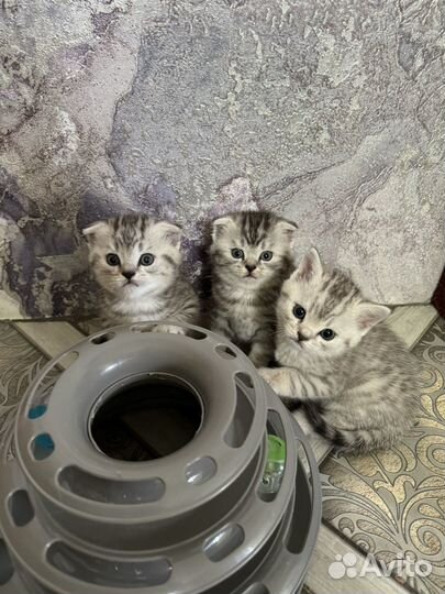Шотландские котята