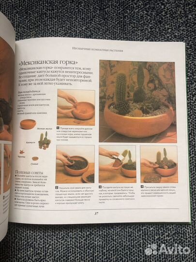 Растения в интерьере