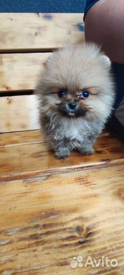 Померанский шпиц мини