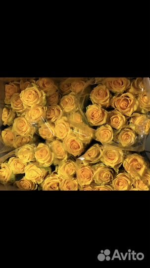 Роза от 105 крупный бутон башроз