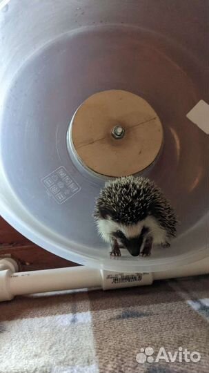 Беговое колесо для ежа
