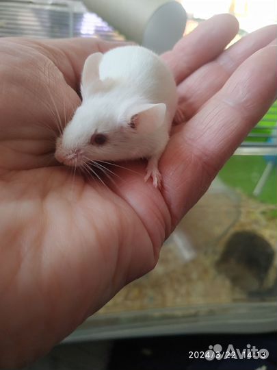 Декоративные мышки- малышки