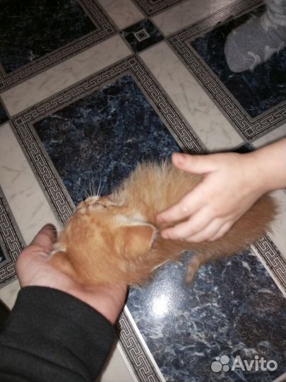 Котик рыжик