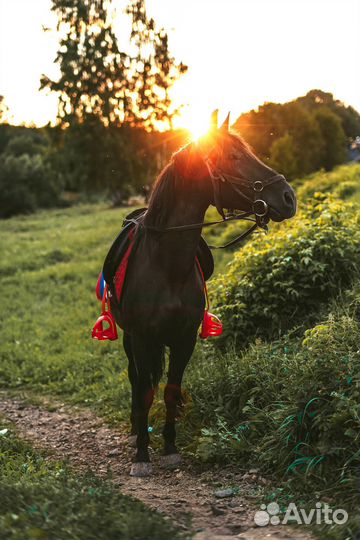 Аренда лошади вместе с тренером