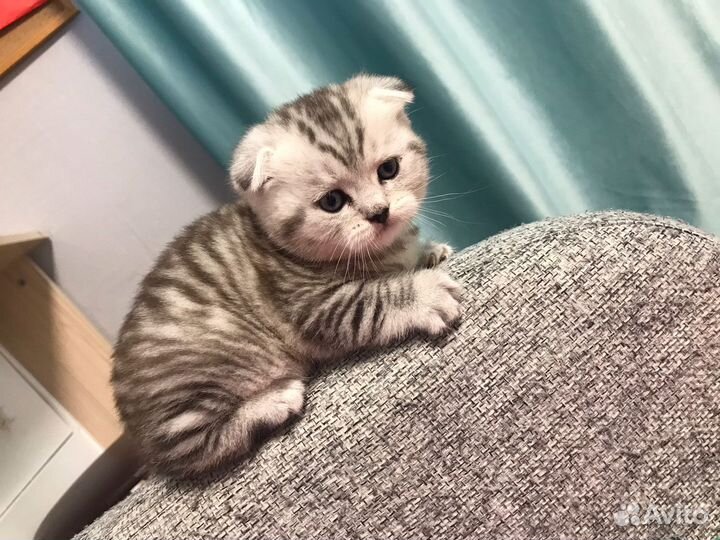 Шотландская вислоухая кошечка ищет дом