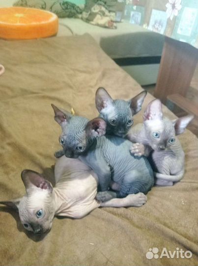 Канадский сфинкс котенок